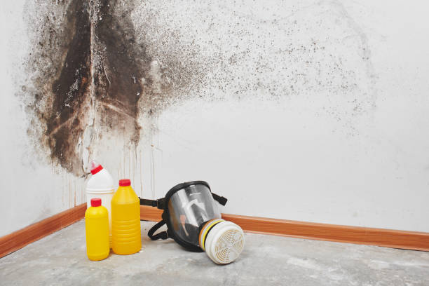 Best Commercial Mold Remediation in Stuart, VA