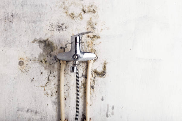 Best DIY Mold Remediation Support Services in Stuart, VA