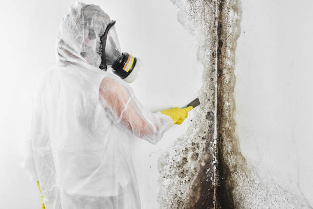  Stuart, VA Mold Removal Pros