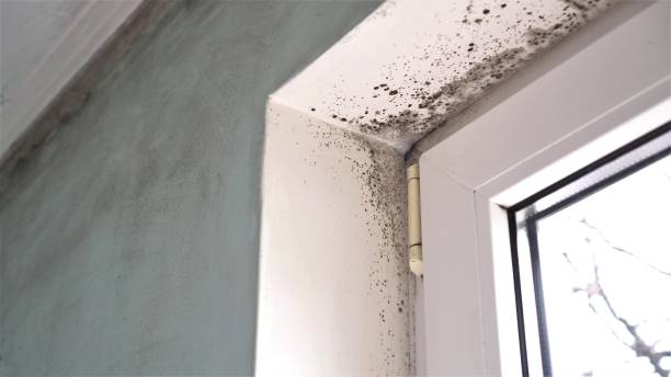 Best Attic Mold Remediation in Stuart, VA
