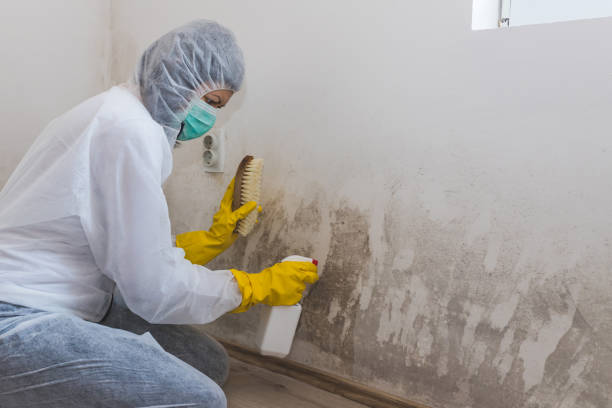 Stuart, VA Mold Remediation Company