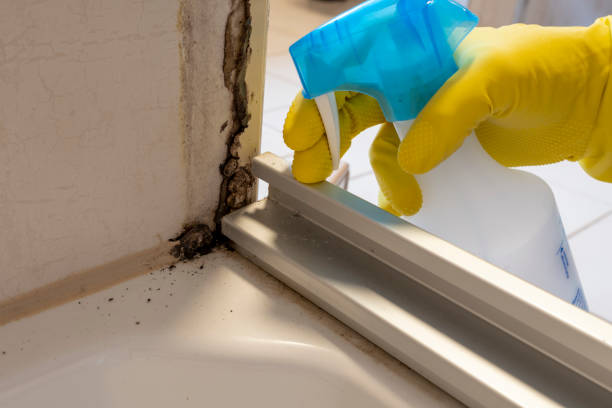 Best HVAC Mold Remediation in Stuart, VA