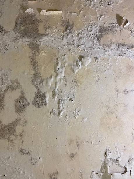 Best Residential Mold Remediation in Stuart, VA