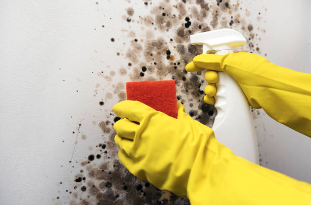Best Bathroom Mold Remediation in Stuart, VA
