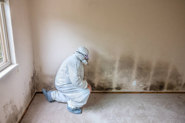 Best Residential Mold Remediation in Stuart, VA