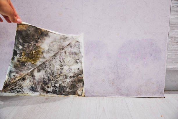 Best Post-Flood Mold Remediation in Stuart, VA